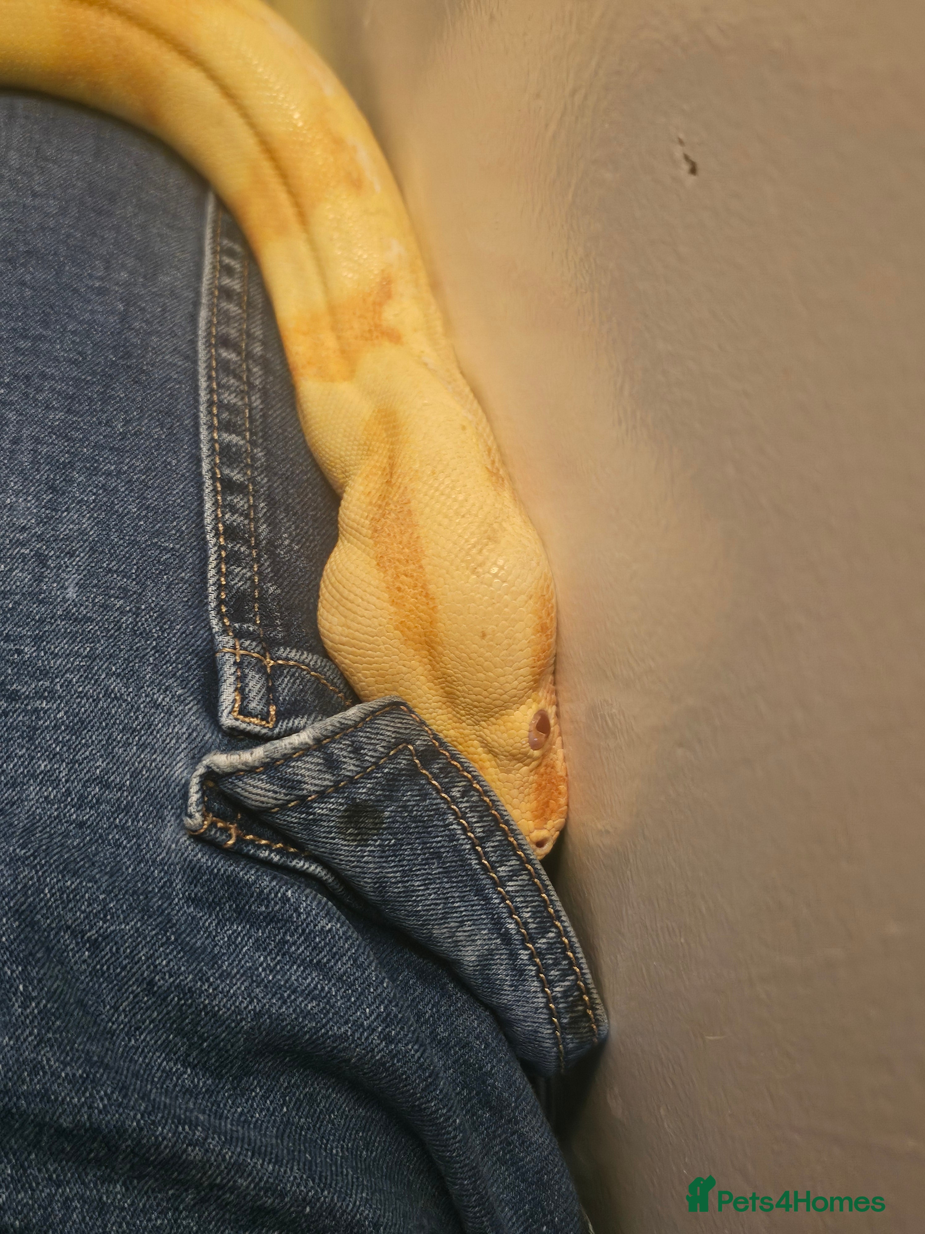 Mixed Breed reptiles Mixed snakes boas ..corns .. and .. kings  - Advert 1