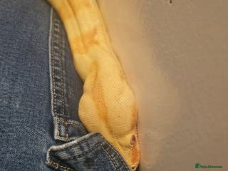 Mixed Breed reptiles Mixed snakes boas ..corns .. and .. kings - Advert 3