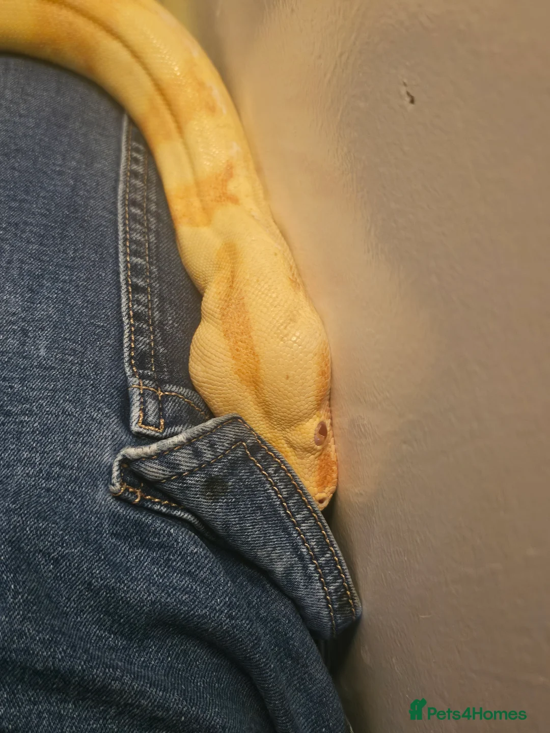 Mixed Breed reptiles for sale:  boas  - Advert 1