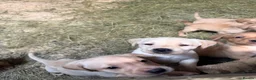 Labrador Retriever dogs for sale: Beautiful Baby Ladradors  - Advert 2