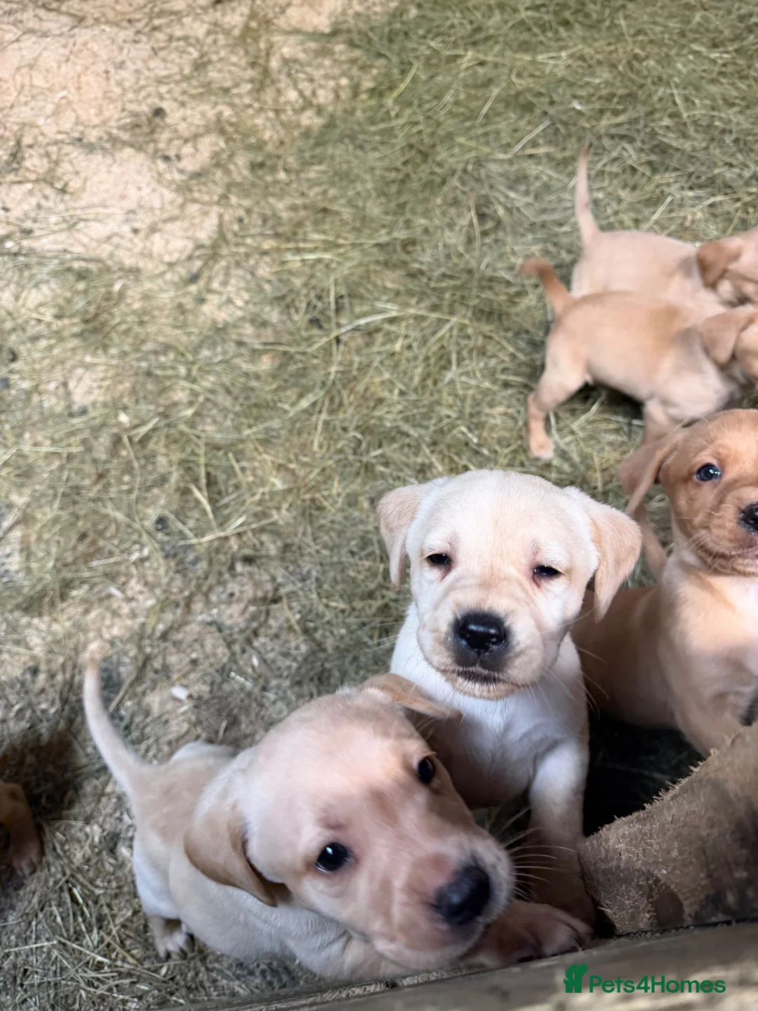 Labrador Retriever dogs for sale: Beautiful Baby Ladradors  - Advert 2