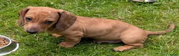 Dachshund dogs for sale: Gorgeous sausage dog puppies  - Advert 16