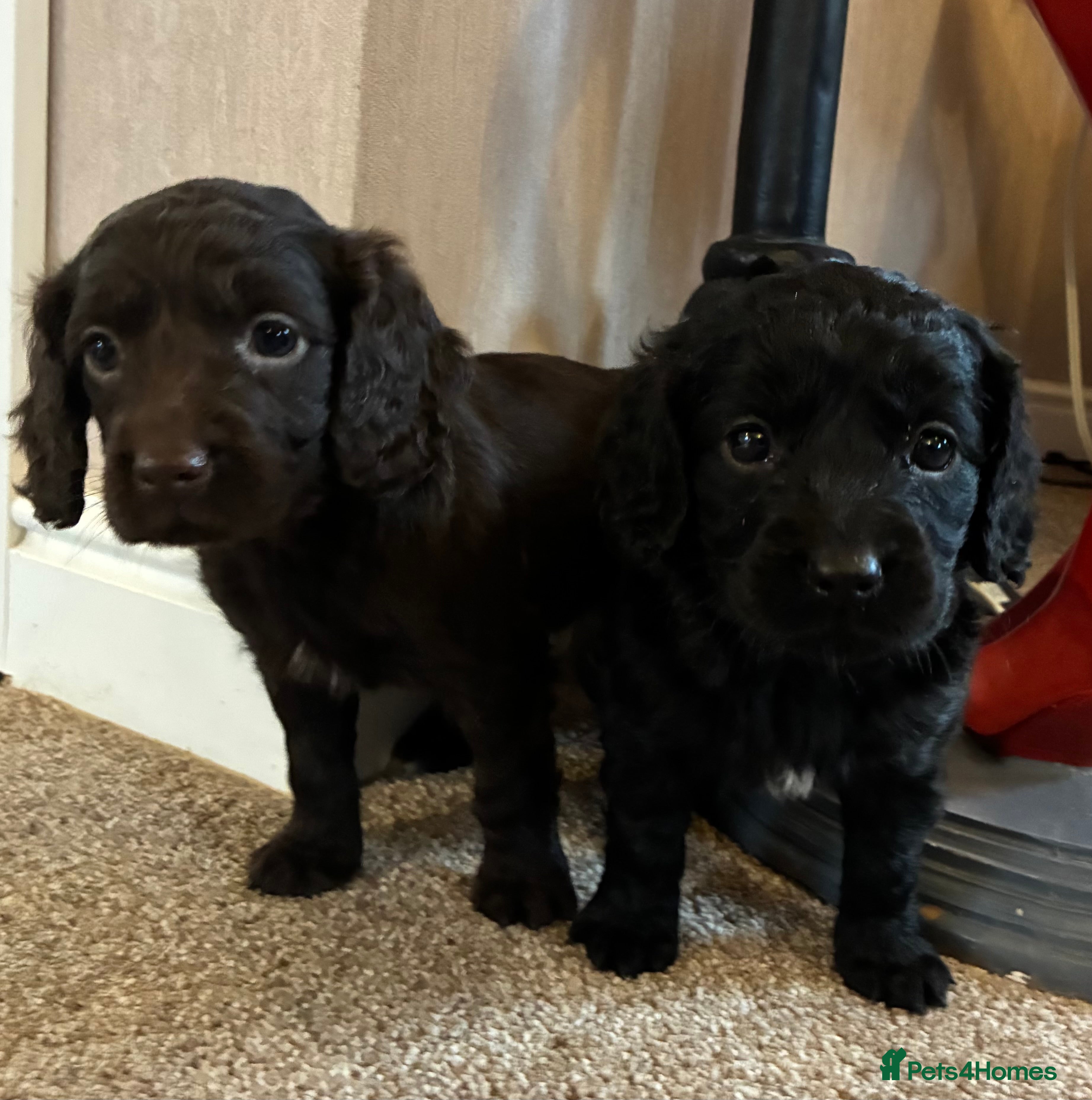 Cockapoo dogs Beautiful cockapoo puppies  - Advert 8