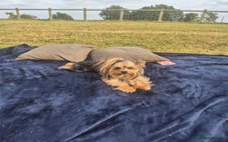 Yorkshire Terrier dogs for sale: Miniature yorkshire puppies - Image 6