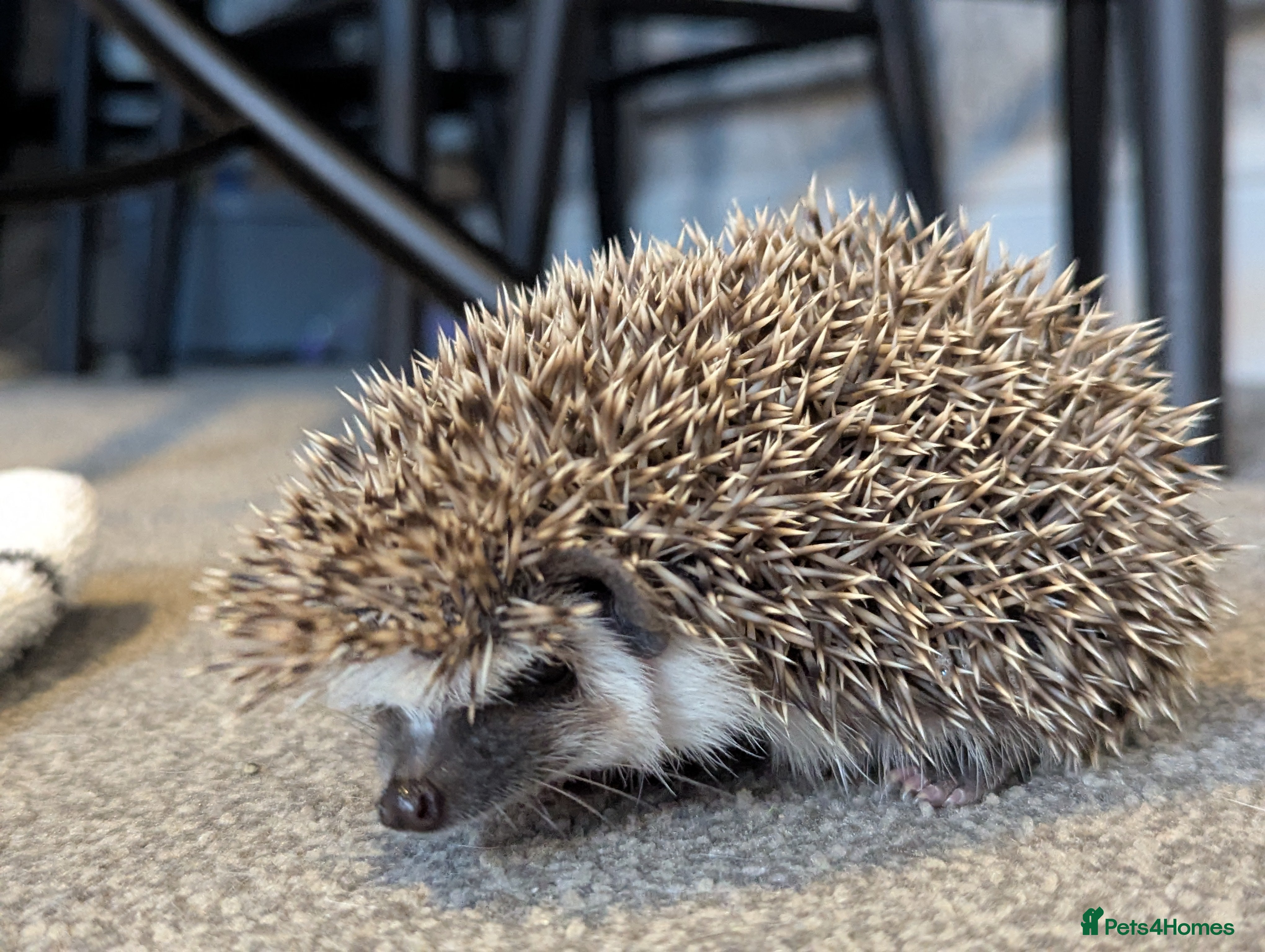 Pygmy Hedgehog rodents Pygmy hedgehog  - Advert 1