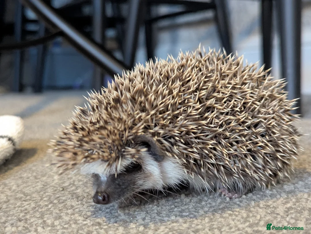 Pygmy Hedgehog rodents for sale: Pygmy hedgehog  - Advert 1