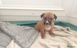 Mixed Breed dogs for sale: Collie x mixed hound puppies - Image 4