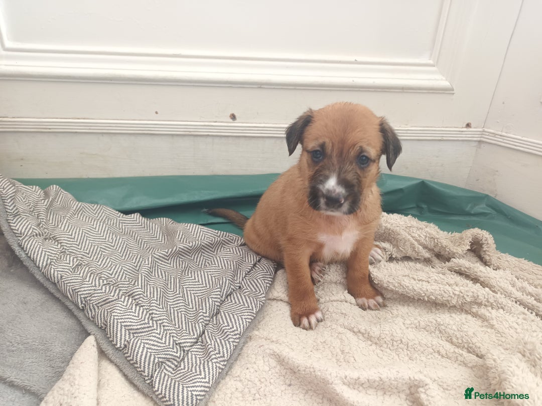Mixed Breed dogs for sale: Collie x mixed hound puppies - Image 4