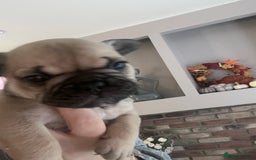 Mixed Breed dogs for sale: Beautiful freelance bulldogs  - Advert 19