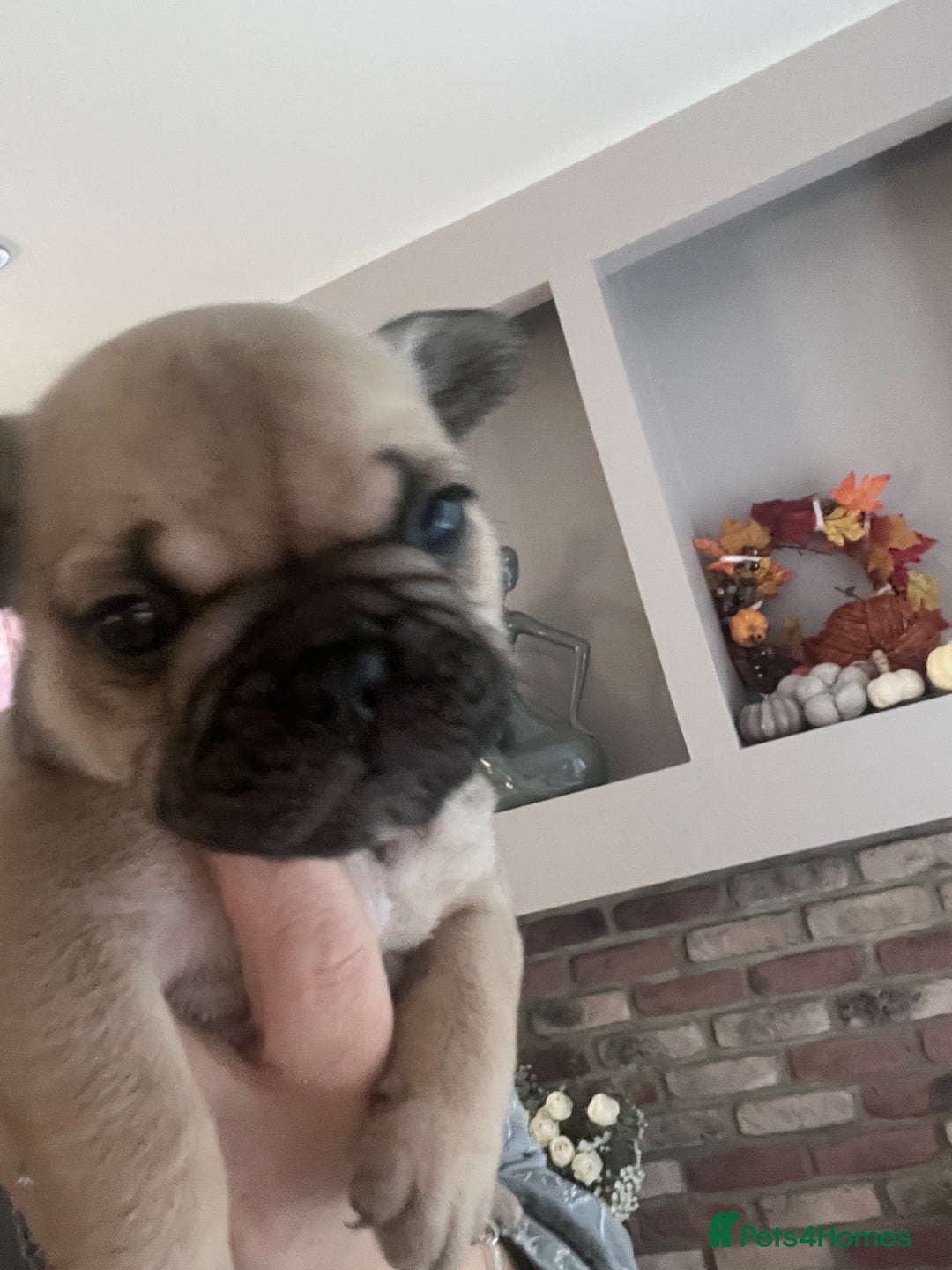 Mixed Breed dogs for sale: Beautiful freelance bulldogs  - Advert 19