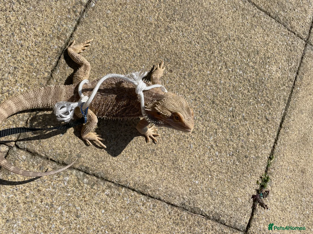 Bearded Dragon reptiles for sale: Bearded dragon  - Advert 3