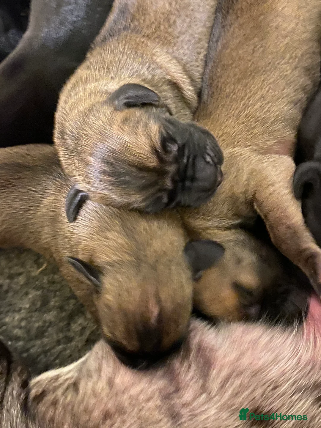 Great Dane dogs for sale: Beautiful kc reg Great Dane puppies - Advert 4