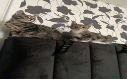 Mixed Breed cats for sale: 2 male kittens 5 month old - Image 1