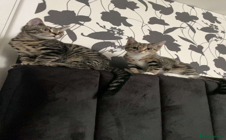 Mixed Breed cats - Advert 7