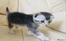 Scottish Fold cats for sale: Adorable 8 weeks old Scottish fold kittens! - Image 12