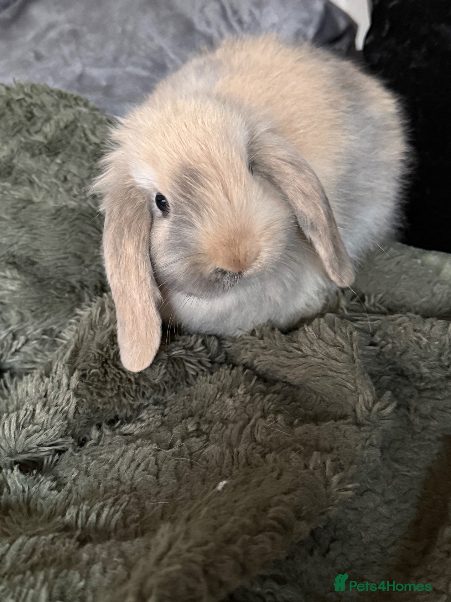 Mini Lop rabbits gorgeous babies   Three girls one boy💙🐰 - Advert 2