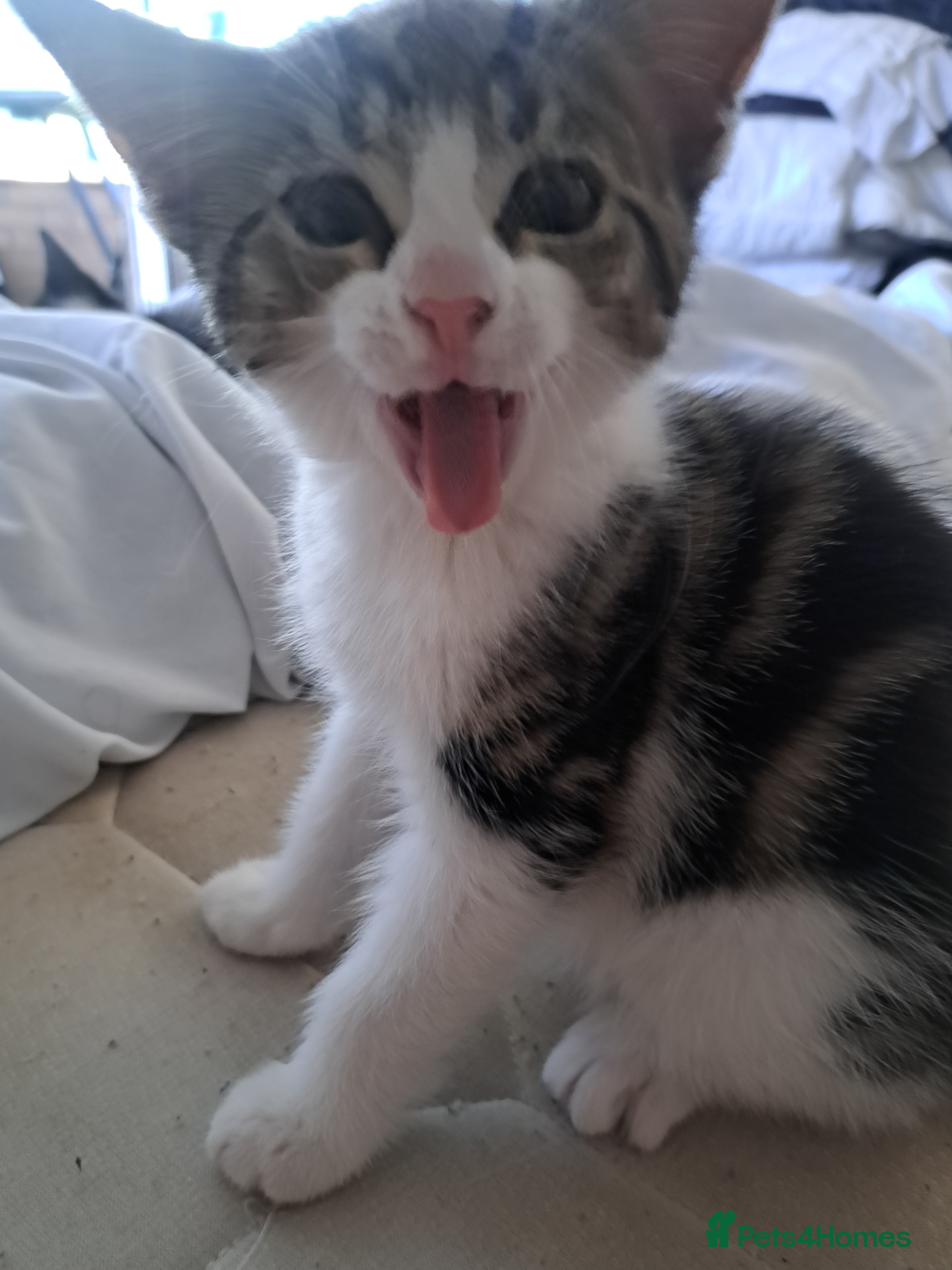 Mixed Breed cats 7 adorable kittens ready for a new home - Advert 1