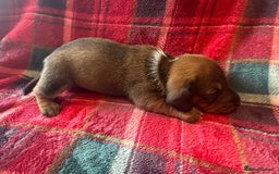 Miniature Dachshund dogs for sale: 2 handsome miniature dachshund puppies  - Advert 3