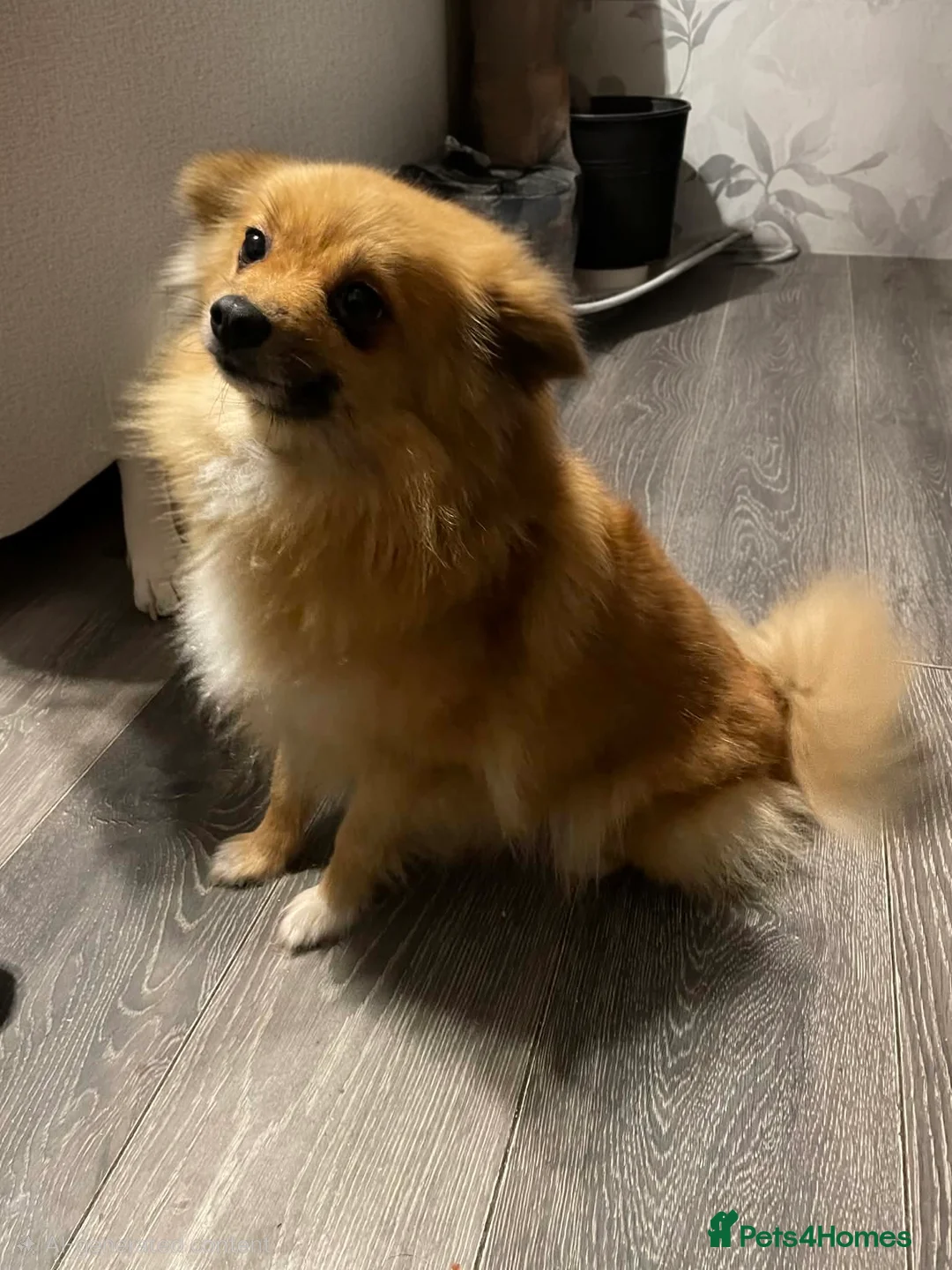 Pomeranian dogs for sale: Pomeranian puppy's  - Advert 1