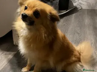 Pomeranian dogs Pomeranian puppy's - Advert 10