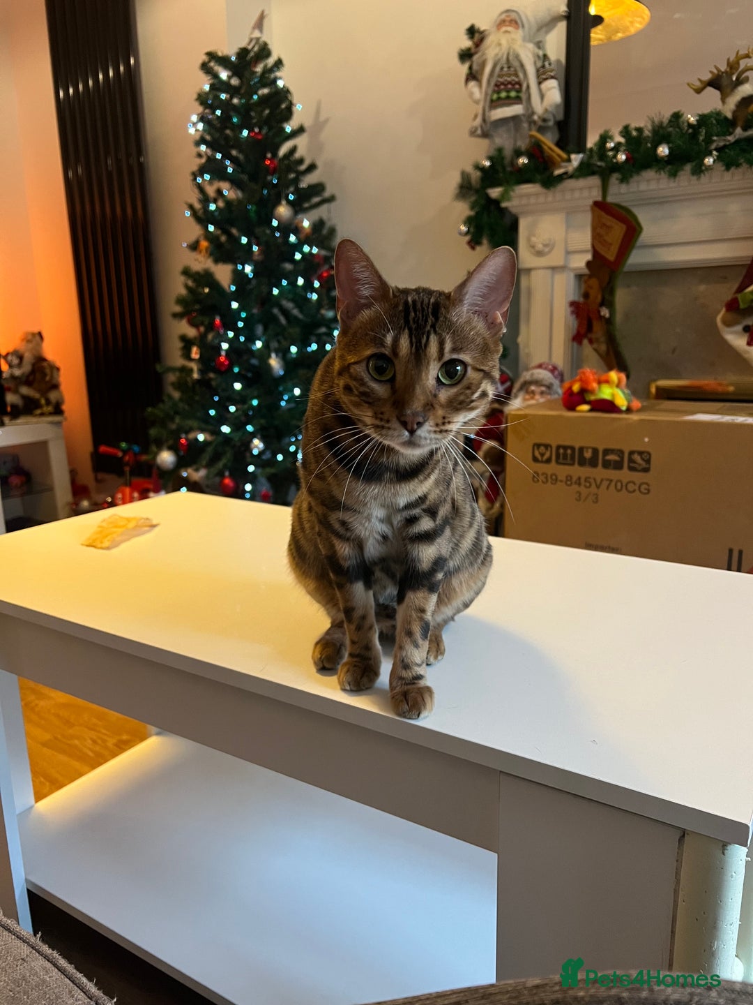Bengal cats for sale: Indoor Female Bengal (Queen) –Spayed/Vaccinated - Advert 2