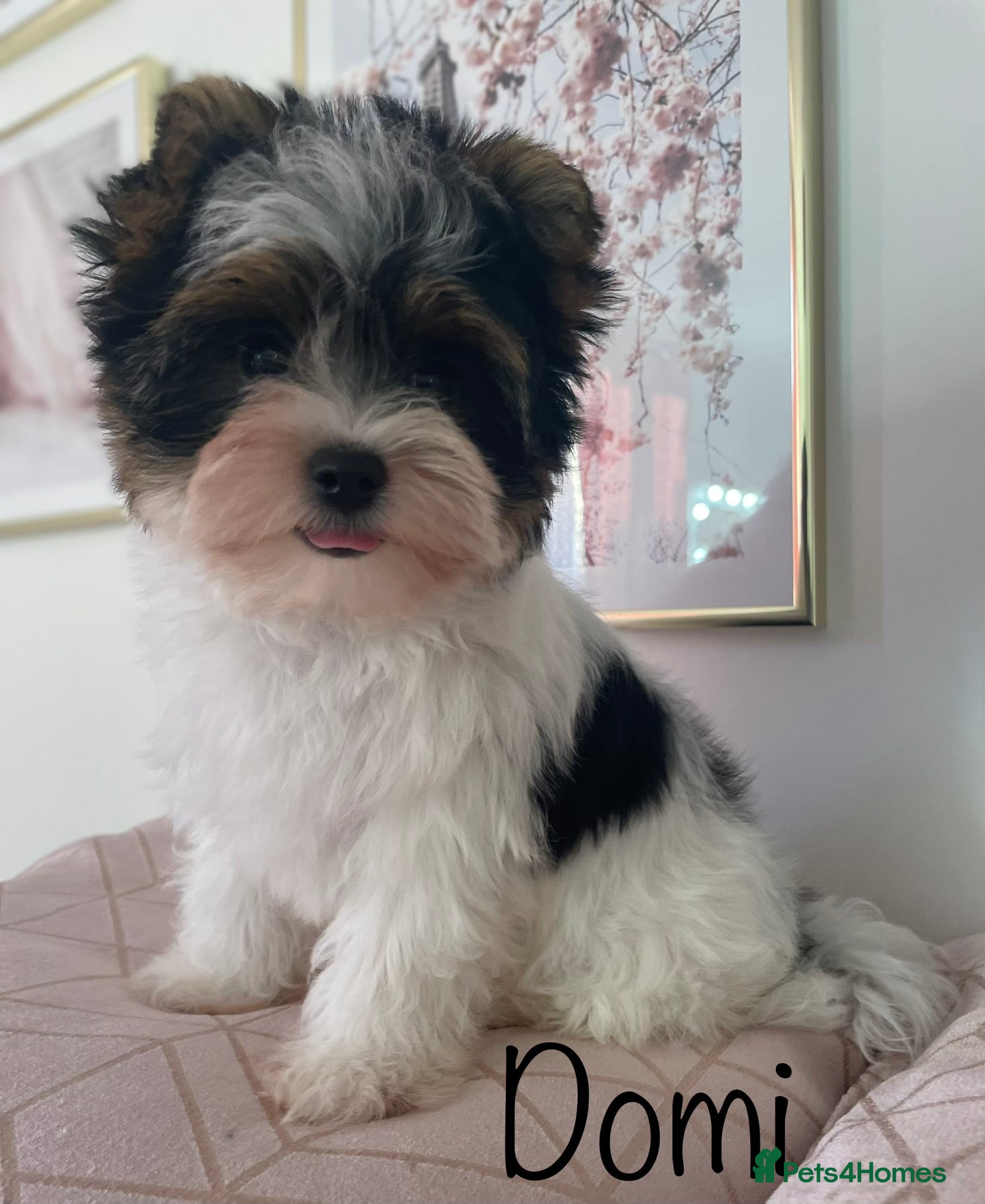 Yorkshire Terrier dogs Beautiful small Biewer Yorkshire Terrier Pedigree  - Advert 9