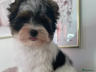 Yorkshire Terrier dogs Beautiful small Biewer Yorkshire Terrier Pedigree - Advert 6