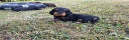 Dachshund dogs for sale: KC Regestered Teckel puppies in Cardiff - Advert 13