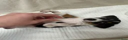 Jack Russell dogs for sale: Full Jack tussle pups  in Middlesbrough - Advert 20