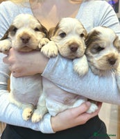 Cocker Spaniel dogs - Advert 7