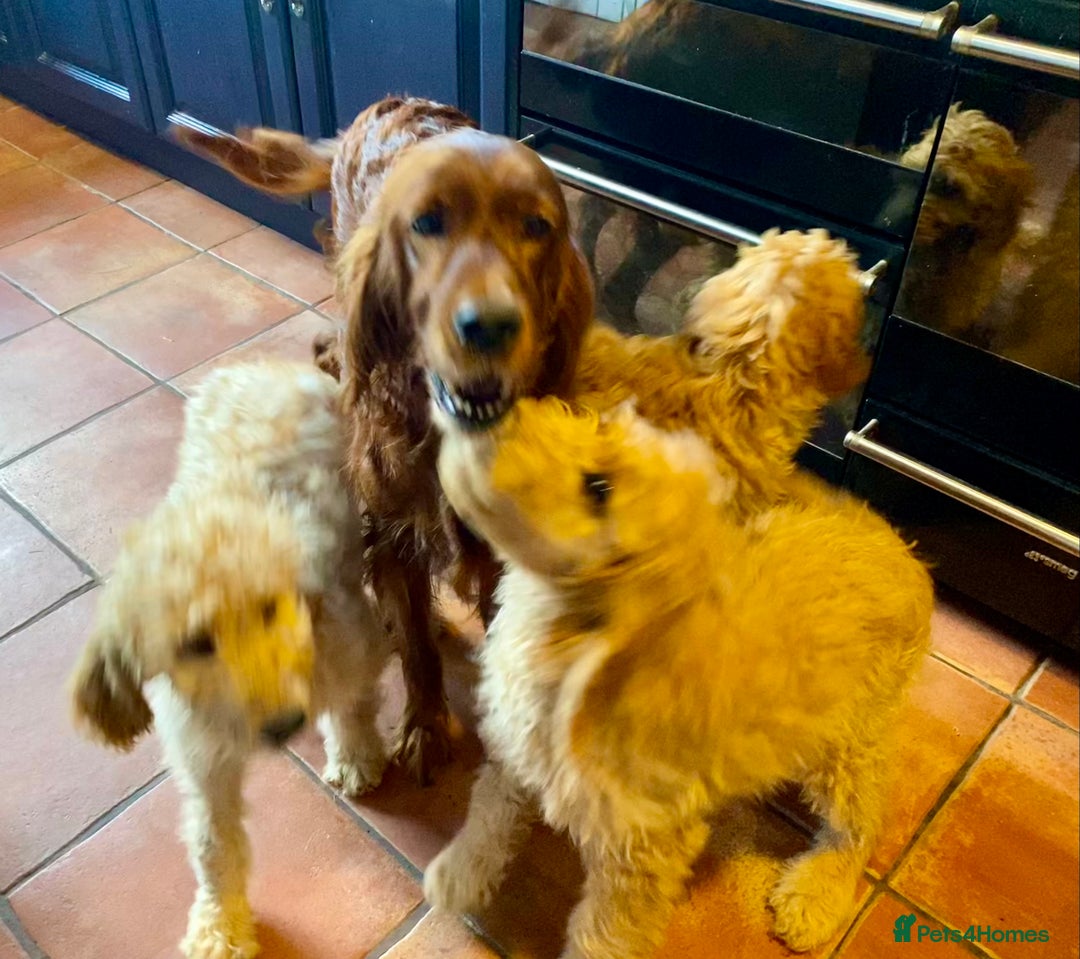 Irish Doodle dogs for sale: F1 Standard Irish Doodle Puppies  - Image 14