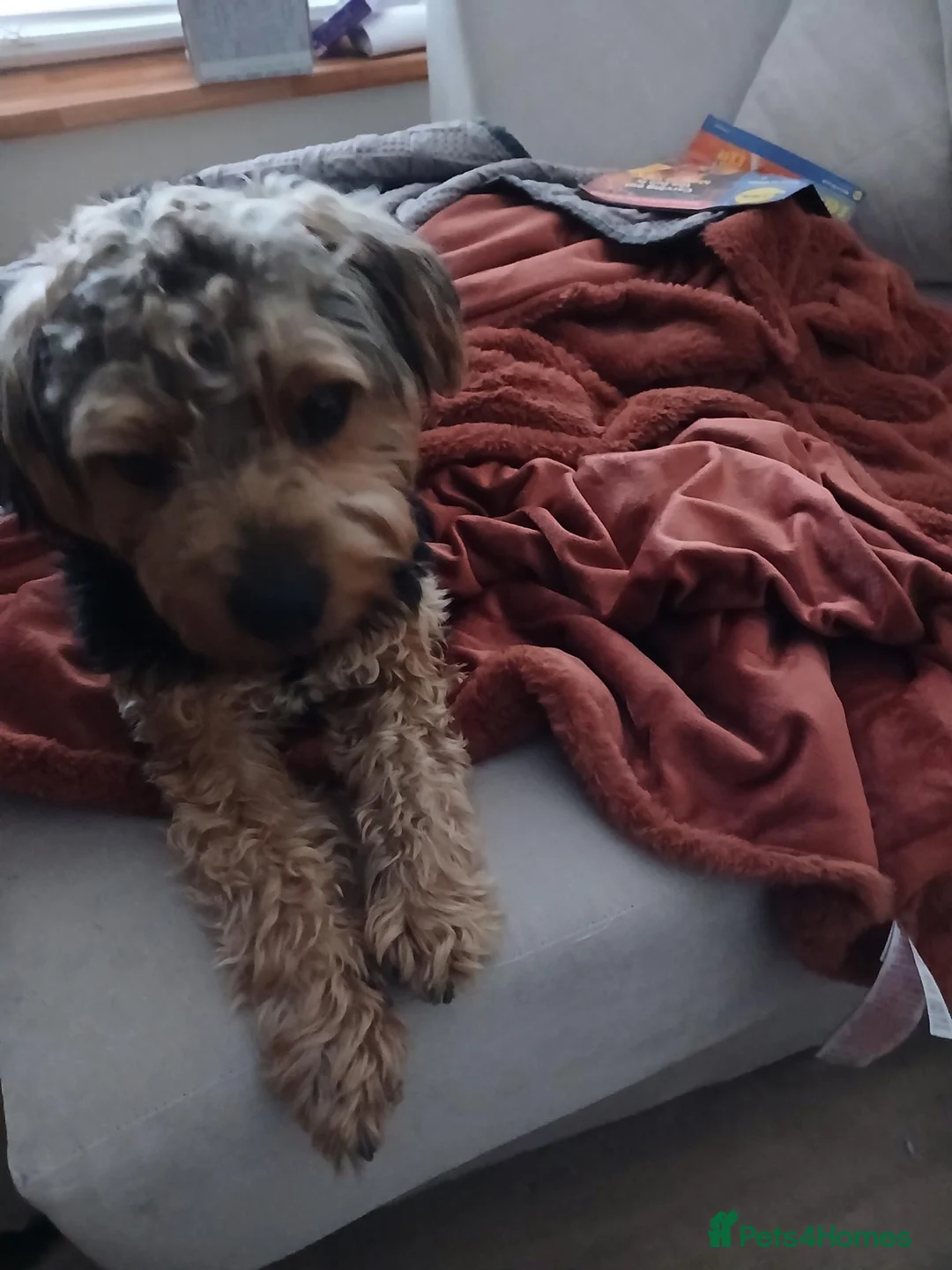 Yorkshire Terrier dogs for sale: Beautiful standard yorkie in Skelmersdale - Advert 1