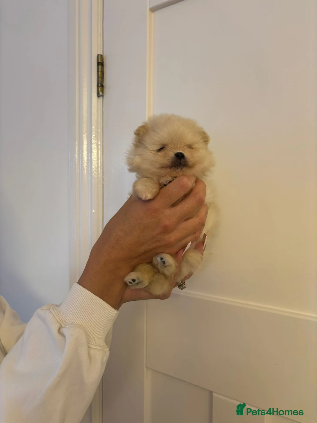 Pomeranian dogs for sale:  **  Pomeranian teddy faced male puppies - Advert 6