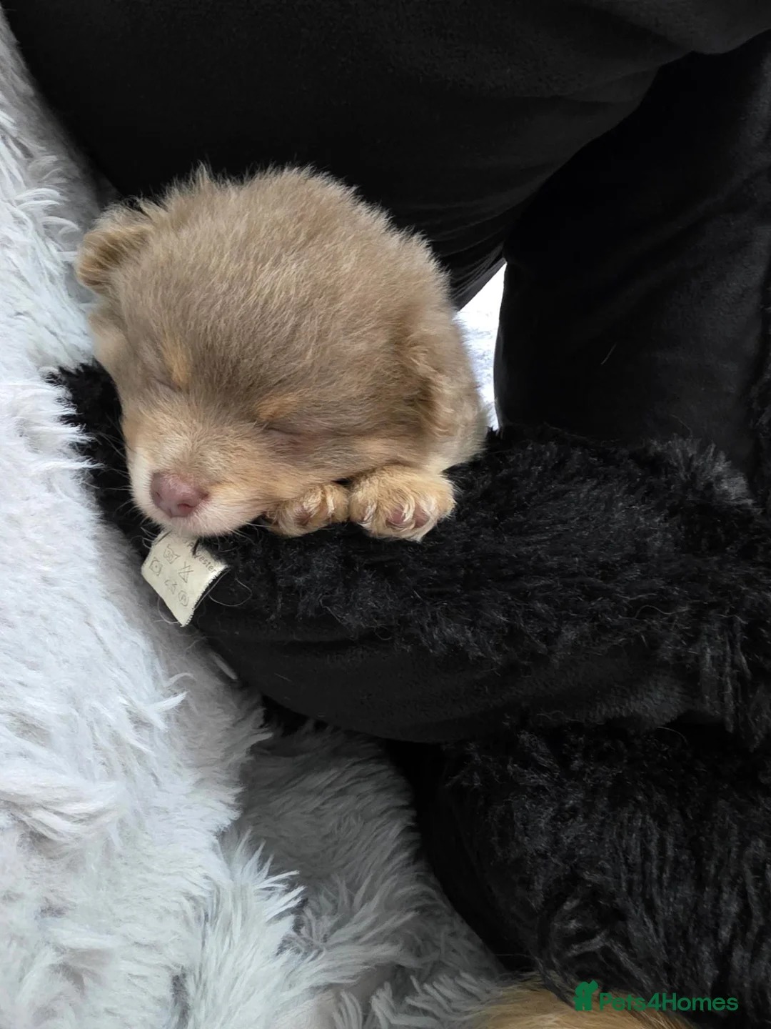 Pomeranian dogs for sale:  🐾💕 GORGEOUS POMERANIAN PUPPIES 💕🐾 - Advert 2