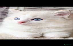 Ragdoll cats for sale: INDOOR TWO MALE GCCF REGISTERED RAGDOLL KITTENS - Image 20