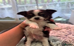 Chihuahua dogs for sale: Chihuahua  - Image 35