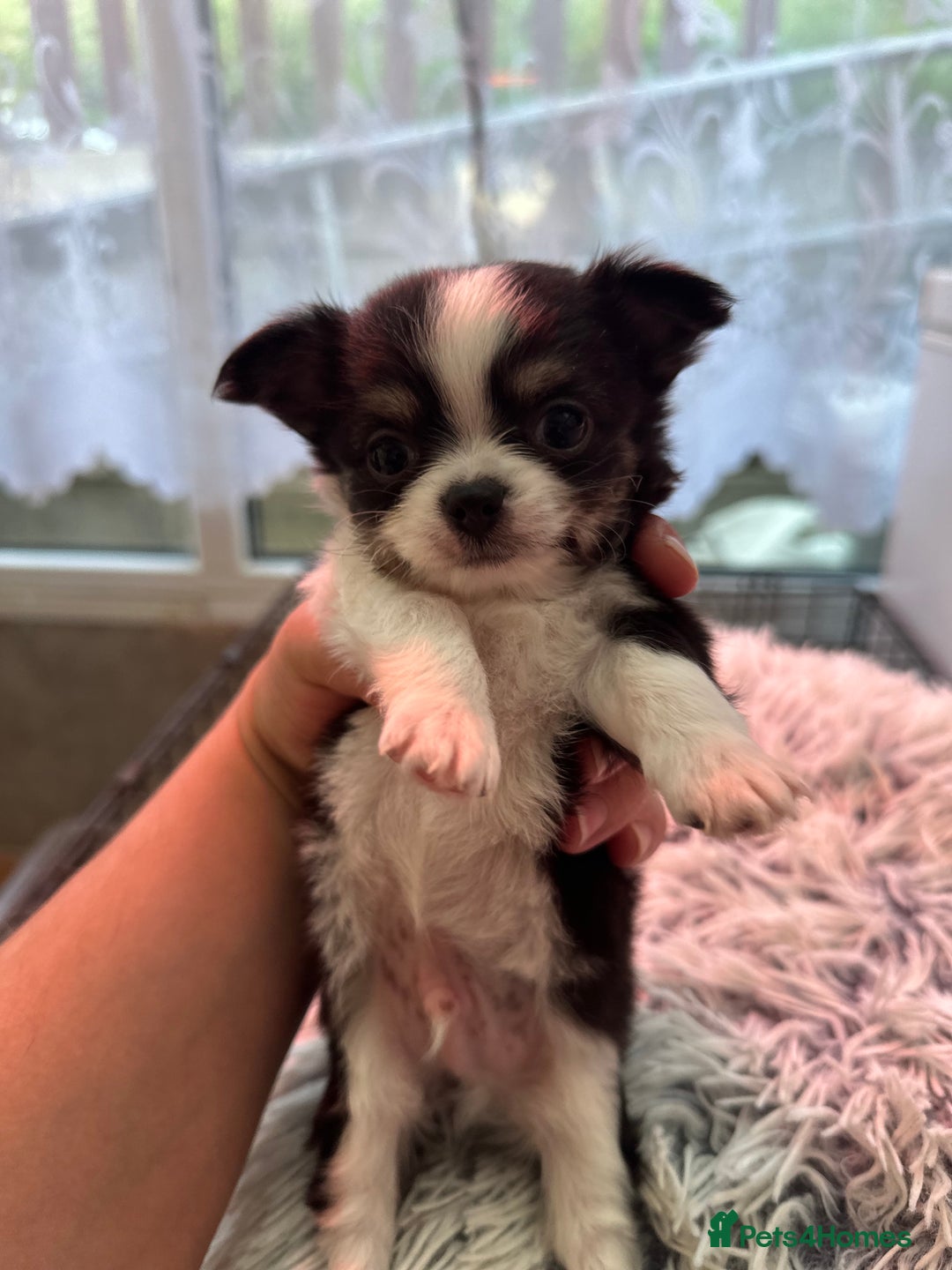 Chihuahua dogs for sale: Chihuahua  - Image 35