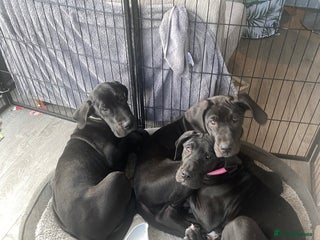 Great Dane dogs - Advert 23