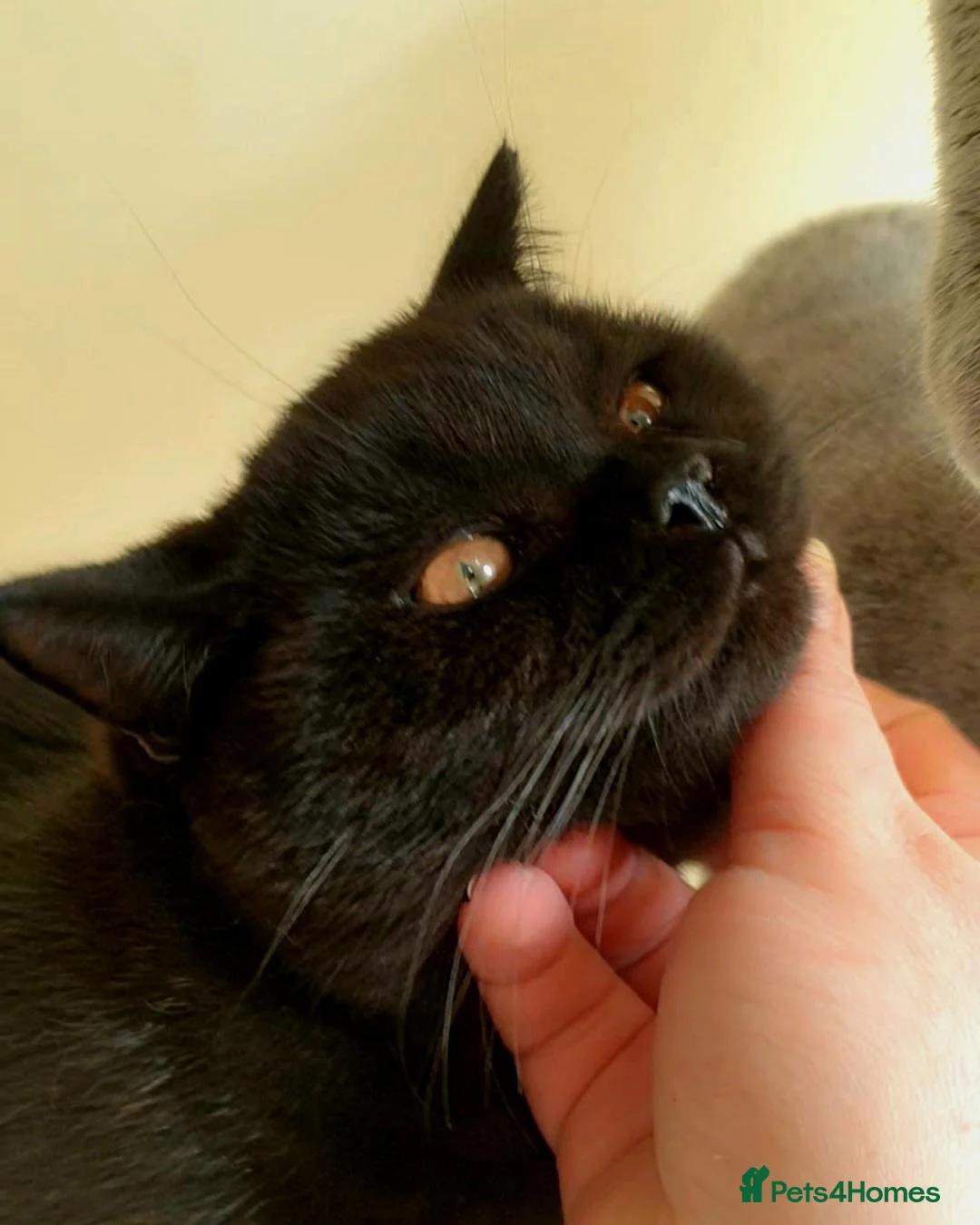 British Shorthair cats for sale: BritishShorthair Boy - Advert 1