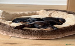 Miniature Dachshund dogs for sale: Miniature Dachshunds – 9 Months Old (Sisters) - Image 4