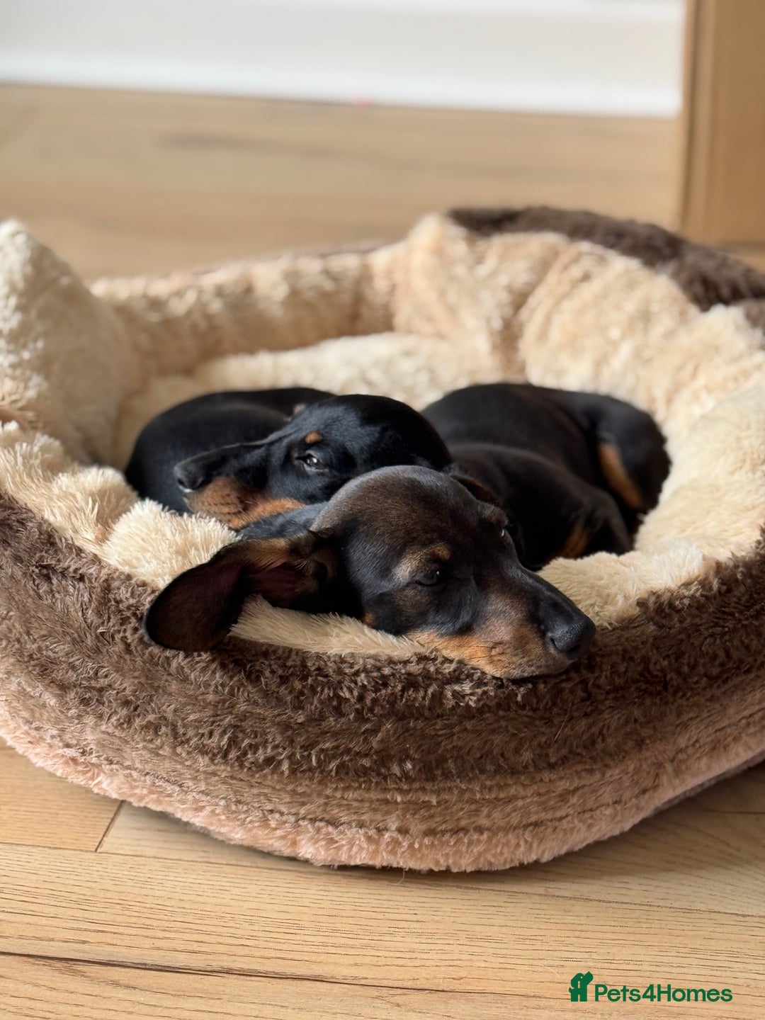 Miniature Dachshund dogs for sale: Miniature Dachshunds – 9 Months Old (Sisters) - Image 4