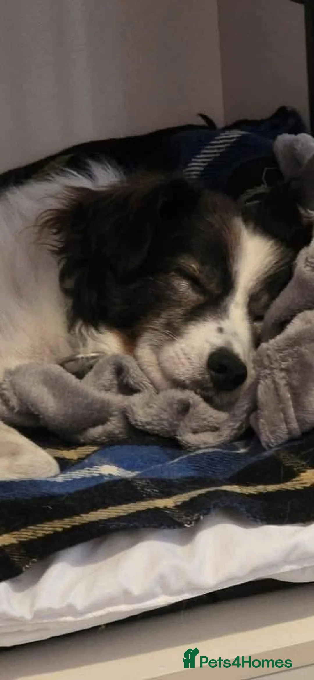 Mixed Breed dogs for adoption: Meet Cassius, currently residing in Sussex in Worthing - Advert 8