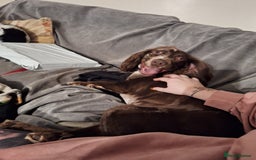 Cocker Spaniel dogs for sale: Beautiful chocolate merle cocker spaniel for sale in Abertillery - Image 3