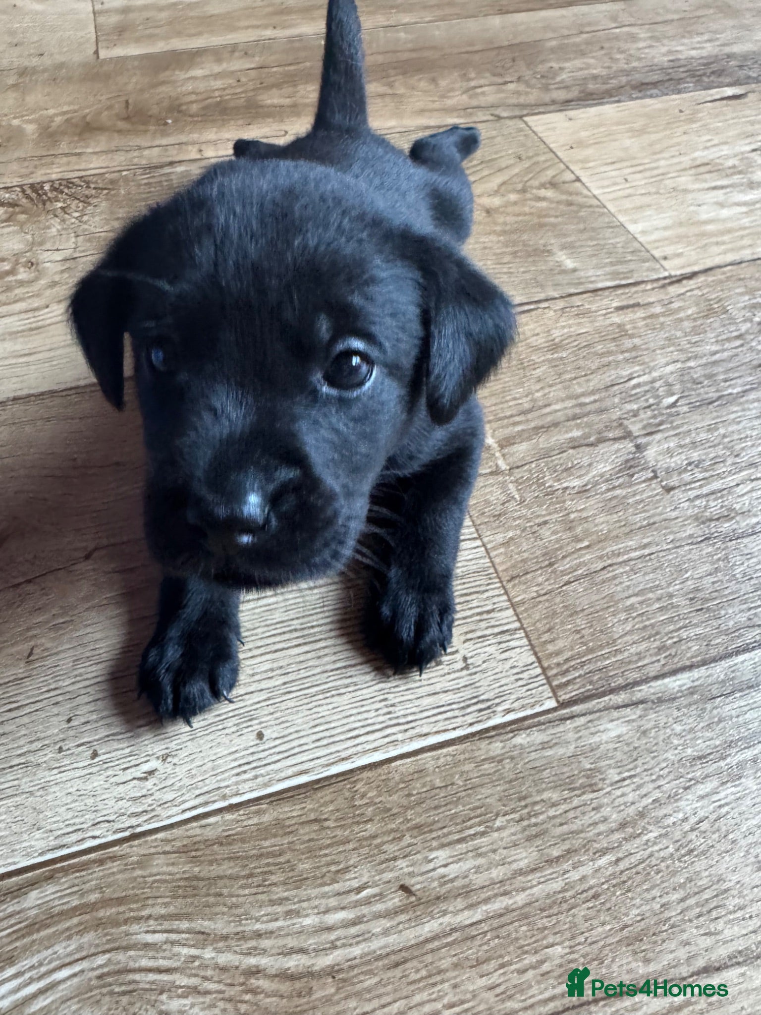 Labrador Retriever dogs KC registered Labradors available soon (2 left) - Advert 1