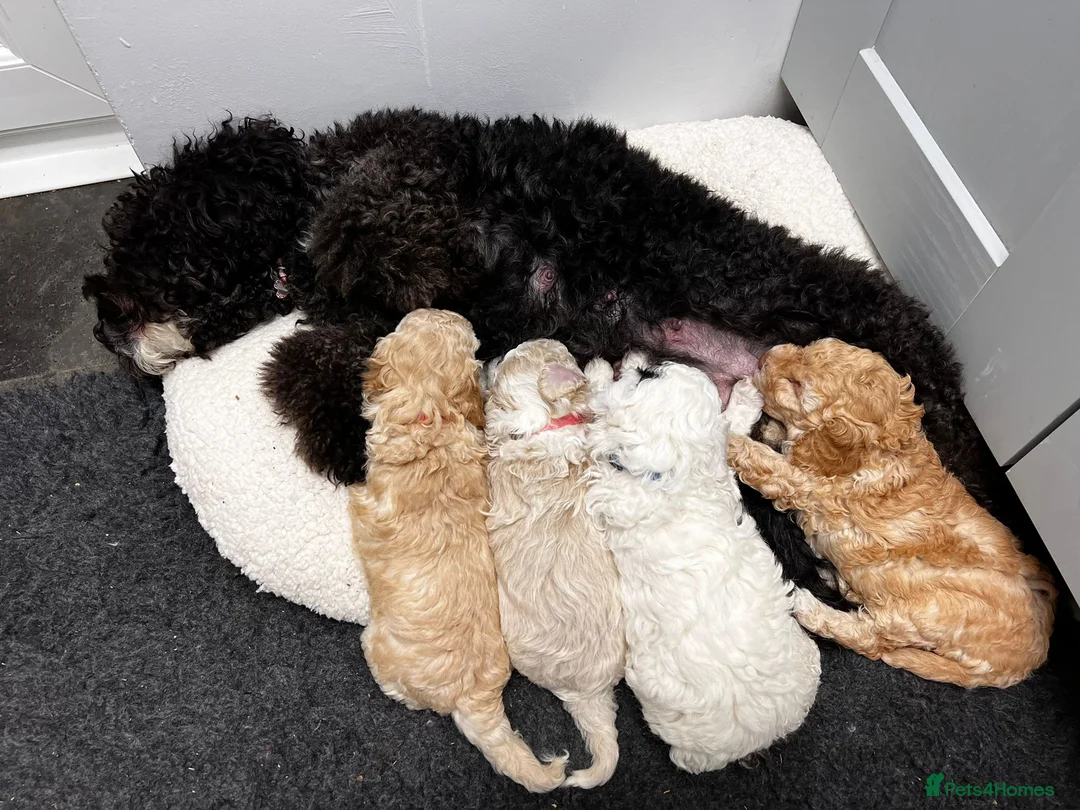 Miniature Poodle dogs for stud: Archie well Proven stud miniature poodle  in Chard - Advert 8