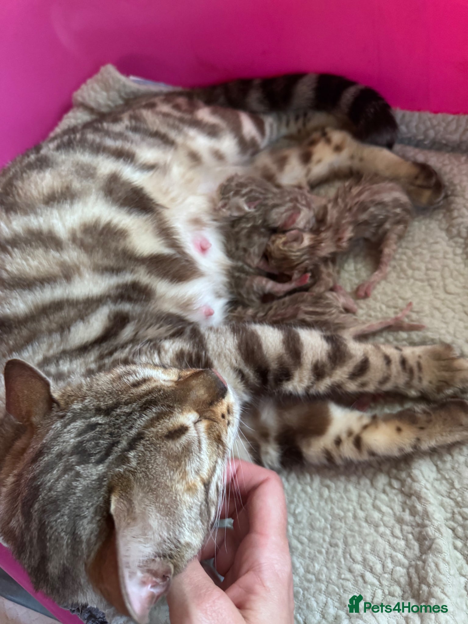 Bengal cats TICA Reg Bengal Kittens. Ready Next Month - Advert 1