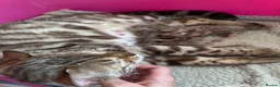 Bengal cats for sale: TICA Reg Bengal Kittens. Ready Next Month - Advert 3