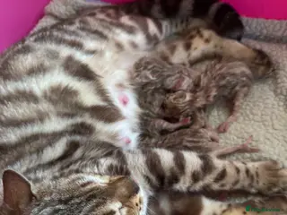 Bengal cats TICA Reg Bengal Kittens. Ready Next Month - Advert 1