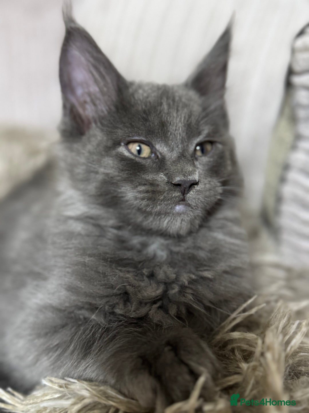 Maine Coon cats for sale: Adorable pure breed Maine coon Kittens’s for sale - Advert 20