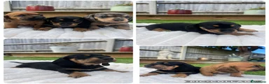 Miniature Dachshund 1
